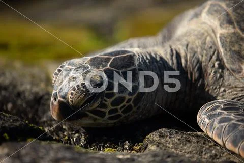 Turtle Head Stock Photos