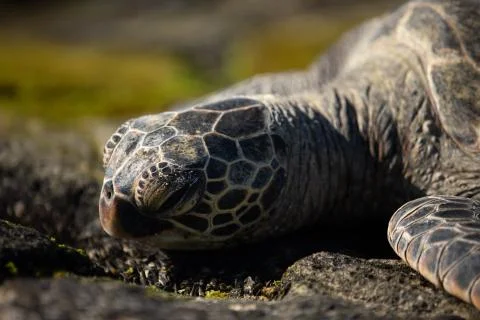 Turtle Head Stock Photos