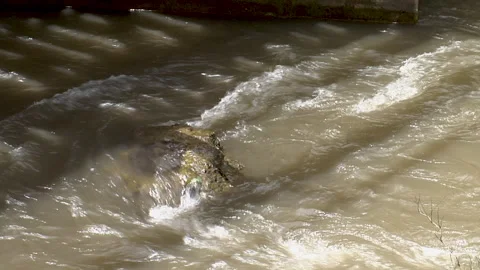 Turtle head rock in river 库存影片 169001890