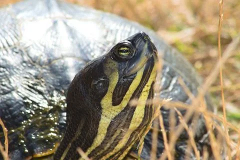 Turtle head side closeup view with selective focus on foreground Stock Photos