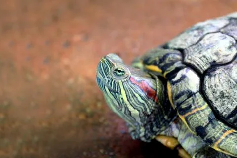 Turtle, Head turtle close up, Turtle contract in the shell (Selective focus) Stock Photos
