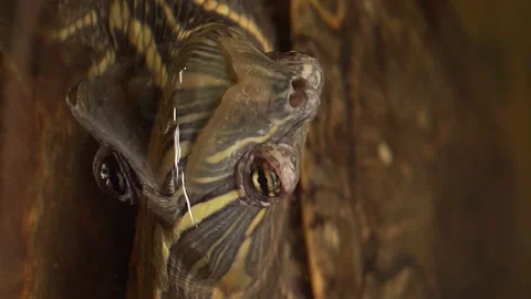 Turtle head in the water. Close up macro detail plane. Stock Footage 235921053