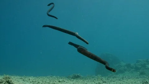 Turtle-headed sea snake mating courtship trio Stock Footage 111239927