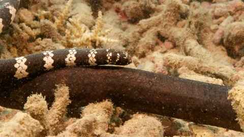 Turtle-headed sea snake mating courtship Stock Footage 111243324