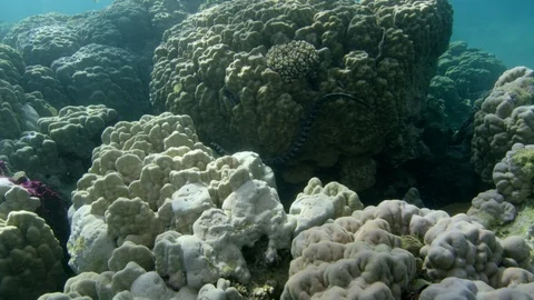 Turtle-headed sea snake swims through stony lobe coral Stock Footage 111235965