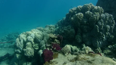 Turtle-headed sea snake swims around coral reef Stock Footage 111236065