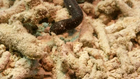 Turtle-headed sea snakes in mating courtship Stock-Footage 111241000