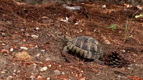 Turtle Heading to the Forest Stock Footage 247137880