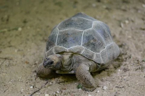 Turtle (Hermann's tortoise) Stock Photos