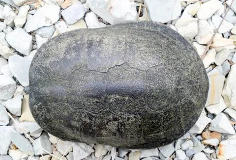 The turtle hid in the shell and does not stick out of it. Ordinary river tort Stock Photos