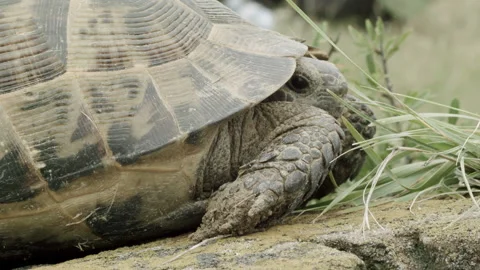 The turtle hid in a shell and is waiting for the photographer Stock Footage 133816340