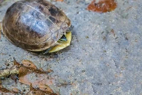 Turtle hid in the shell from danger against the background of the coast clo.. Stock Photos