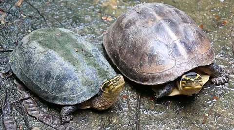 Turtle hide head (2 shots) Vidéo 41850611