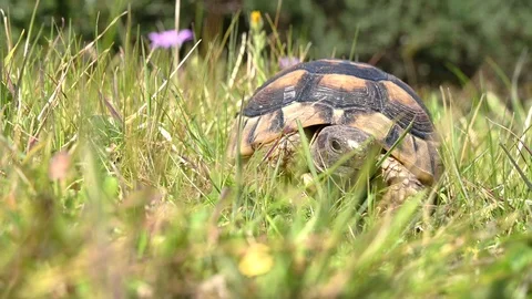 Turtle hides its head and feet in alarm Stock Footage 104523584