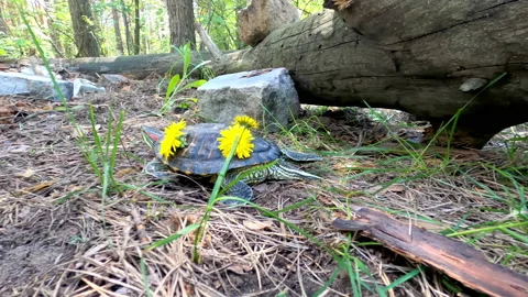The turtle hides under a dry fallen tree. Stock Footage 154578522