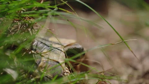 Turtle Hiding in Grass 4k Stock Footage 279998272