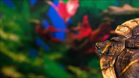 Turtle hiding head in armor Stock Footage 118930397