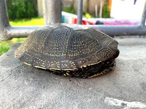 Turtle hiding in its shell Fotos de archivo