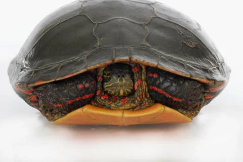 Turtle hiding Stock Photos