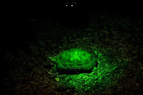 Turtle highlighted by a green light Stock-Fotos