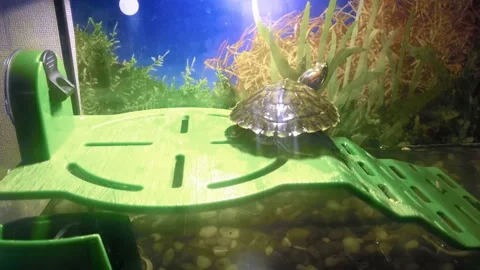 Turtle in a home aquarium from a bridge jumping into the water Stock Footage 147149300