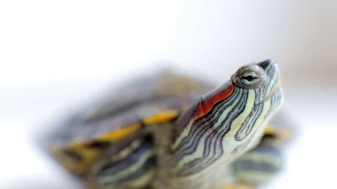 Turtle for the home environment Stock Footage 83166206