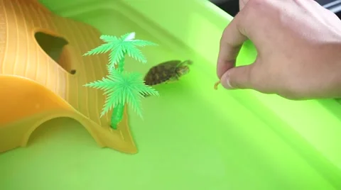 Turtle home hungry Vídeos de archivo 42674261