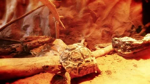 Turtle in hot climate Vidéo 8945177