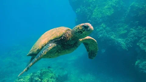 Turtle hovering 库存影片 95504967