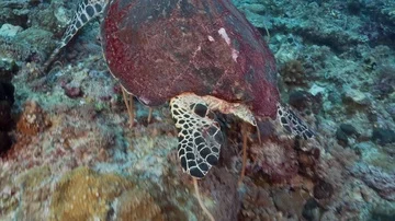 Turtle with huge section of shell missing Stock Footage 85559923