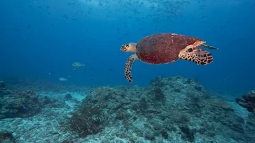 Turtle with huge shark bite in shell swims over coral reef Stock Footage 85566682