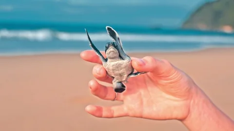 Turtle in human hand Video stock 86748466