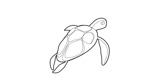 Turtle icon animation Stock Footage 161036694