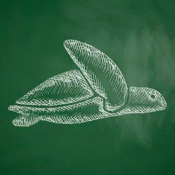Turtle icon Stock Illustration