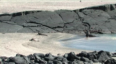 Turtle, Iguana Sealion lined up on the Galapagos Islands Stock Footage 292288