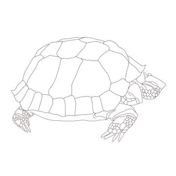 Turtle Stock Illustration