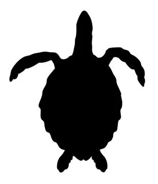 Turtle Stock Illustration