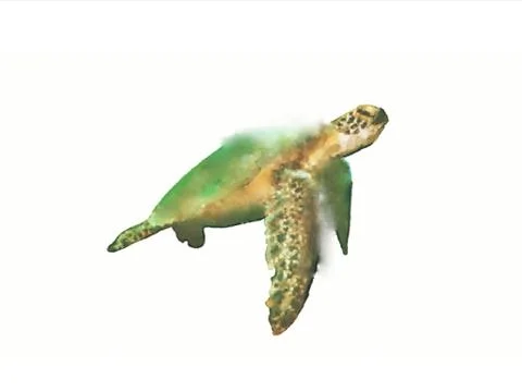 Turtle Stock Illustration