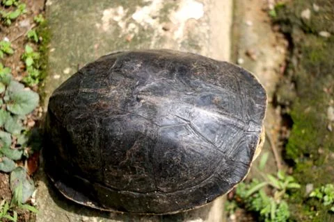 Turtle inside shell sitting on rock Stock Photos