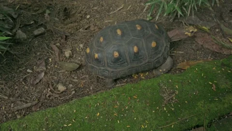 Turtle with intricate shell crossing frame. 動画素材 330611640