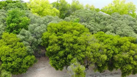 Turtle Island Stock Footage 194772680