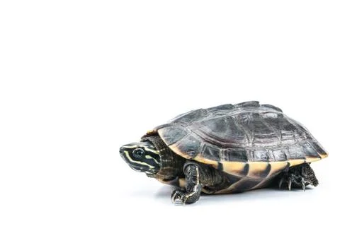 Turtle on isolate white background Stock Photos
