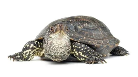 Turtle isolated on white background Stock Photos