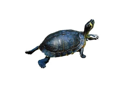 Turtle isolated on white background Photos
