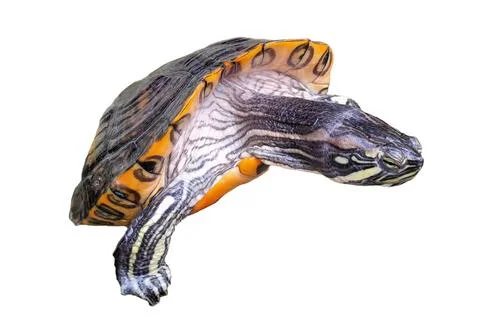 Turtle isolated on white background Stock Photos
