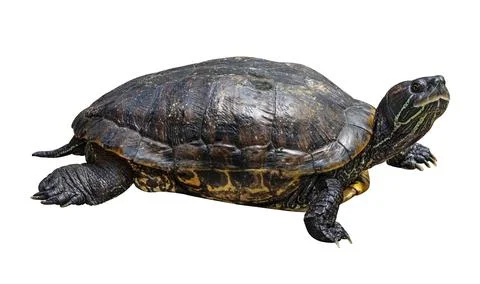 Turtle isolated on white background. Reptile species or tortoise. ( Clippin.. Stock Photos