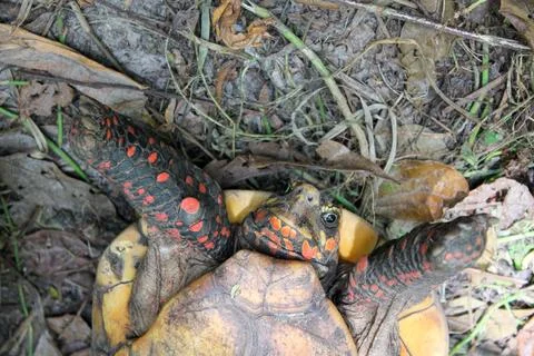 Turtle on its back, close-up, from underside, head and front legs Stock Photos