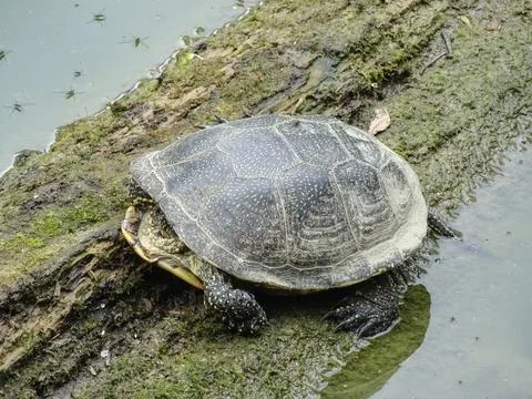 Turtle with its head in its shell 스톡 사진