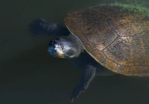 Turtle With Its Head Out Of Its Shell Stock Photos