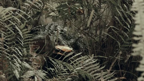 A Turtle in the Jaw of the Crocodile, from Behind the Plants. Stock Footage 70553413
